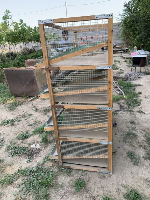 300 tali Bedana qafas sotiladi