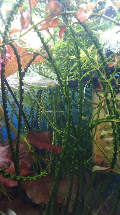 Продам  аквариумные растения