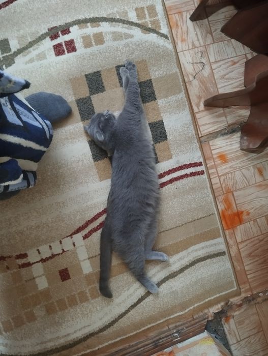 Отдам даром кошка