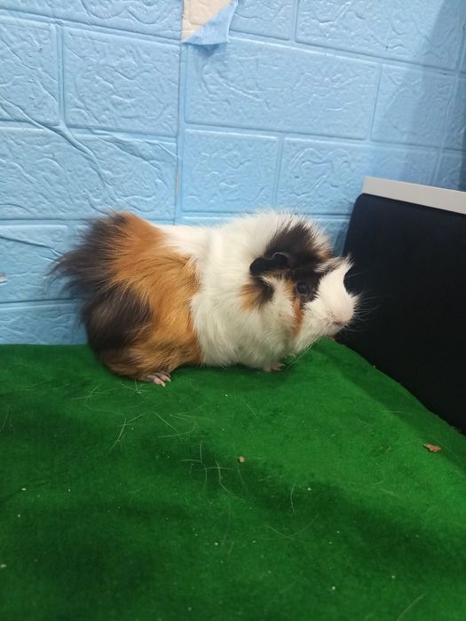 Морские свинки **