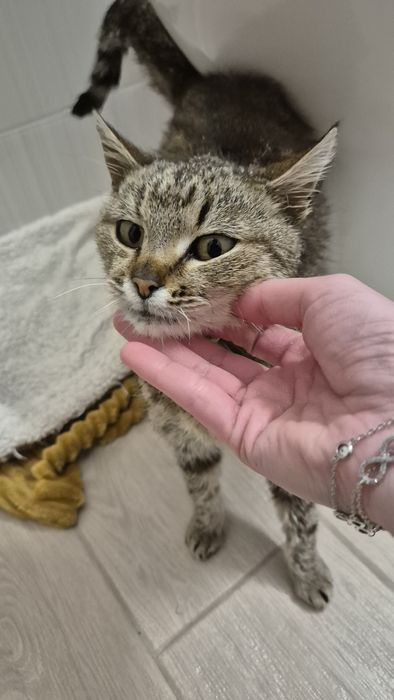 Peticel pisica blanda