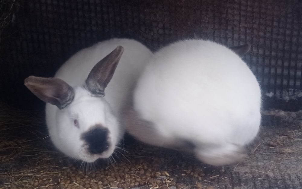 Продаются кролики