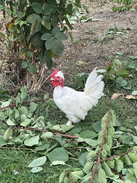 Vand 2 cocosi pitici iopan , 6 luni