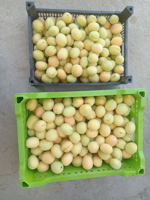 Продаётся урюк сушёный