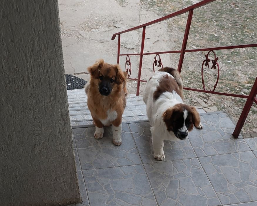 Donez caine de 8 luni.