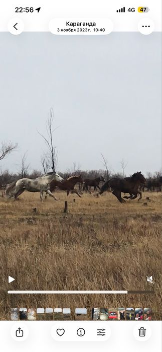 Полу тяж айғыр сатылады