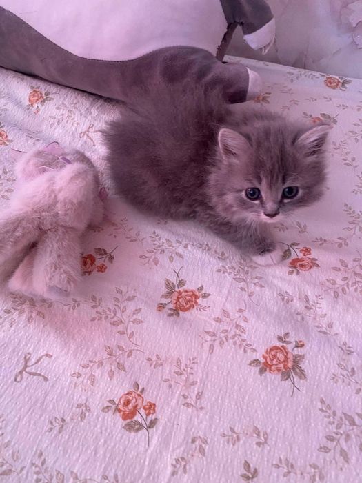 Кошка милая веслоухая
