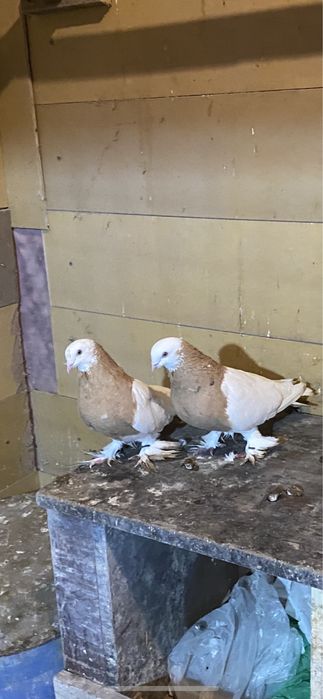 Голуби нават капканы