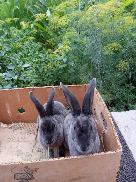 Рекс голубой пара