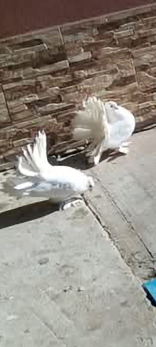 Porumbei voltați indieni