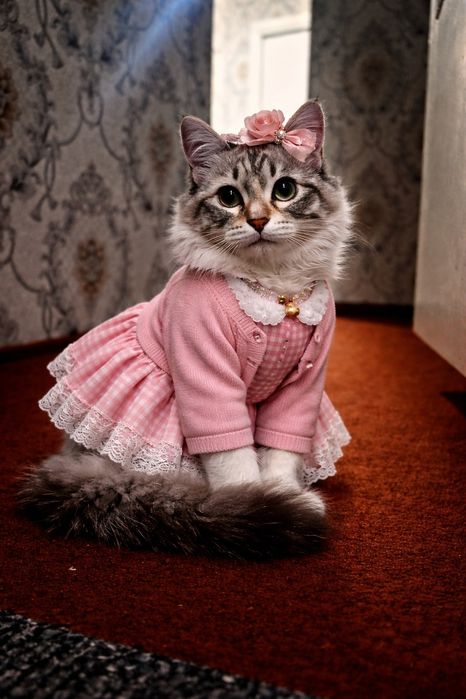 Ajoyib imkoniyat narhini kelishamiz