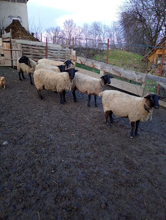 Vând oi sufolk 4 oi și un berbec