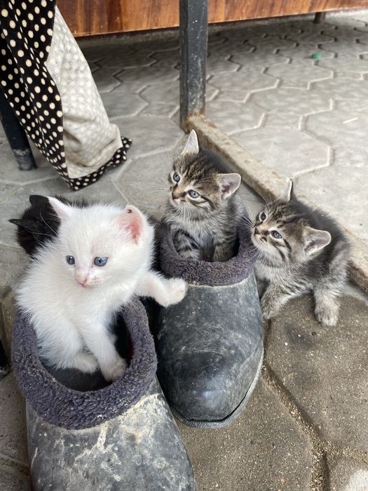 Котята бесплатно