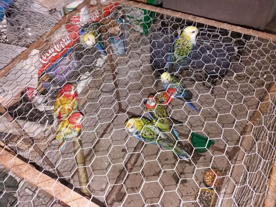 Perusi nimfe zebre australiene hamsteri veverite gerbili