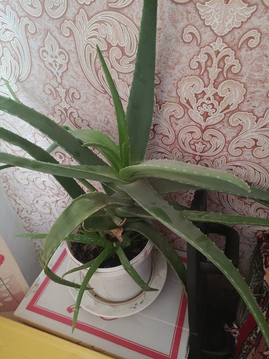 Алое-вера, Алое за 4000 тг