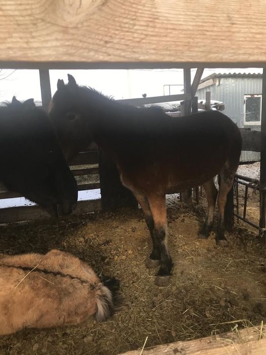 Екі бие буаз,бір тай соғым