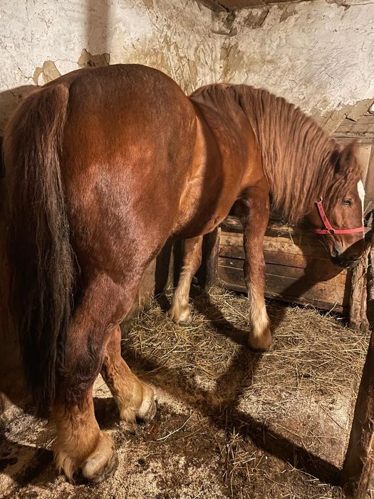 Vând armăsar 2 ani