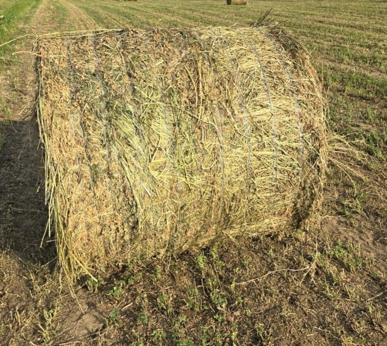 Vând baloți lucernă
