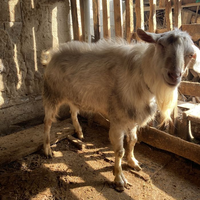 Продается коза занен-битал