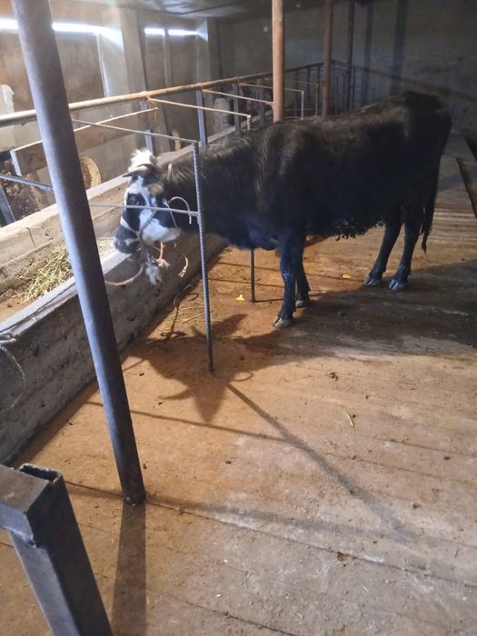 Байлау құнажын сатылады .