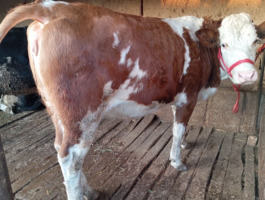 Tozza avtriskiy smental bozor gʻonjin 1 bolasiga bogʻoz