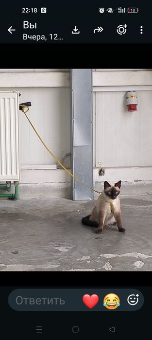 Пропал сиамский кот
