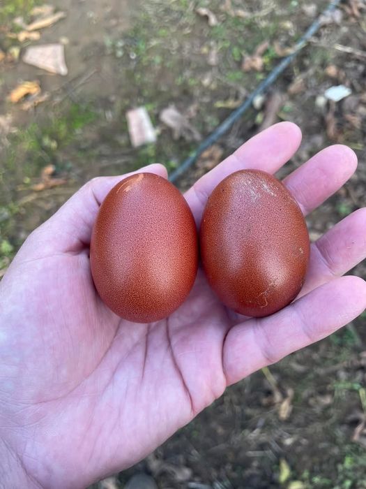 Разплодни яйца от Черен мед маран