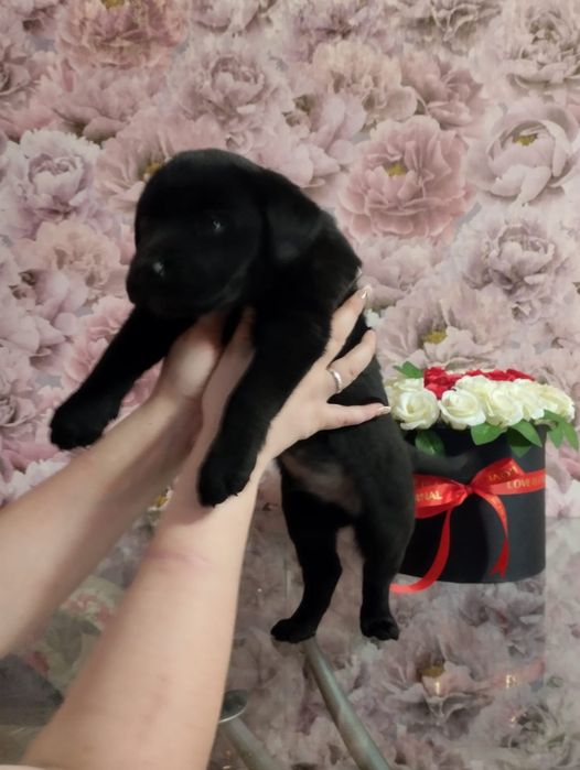 Срочная продажа щенков лабрадора