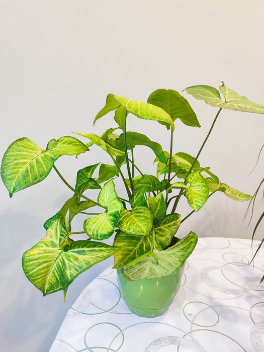 Комнатные растения