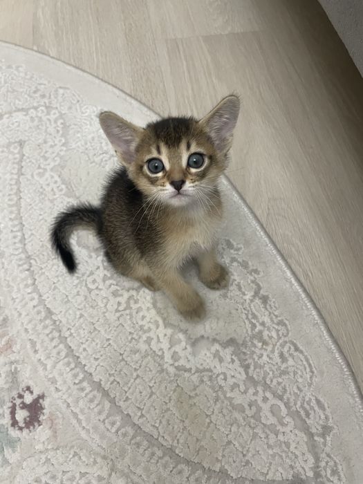 Абисинский котенок
