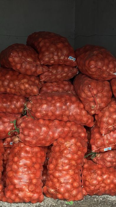 Продам лук! Недорого