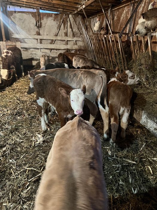 Vand  vitei de rasa buna cu varsta 4-9  saptamani