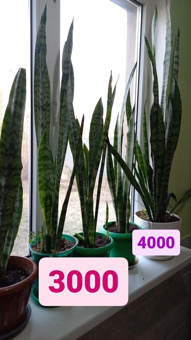 Продаю комнатные цветы