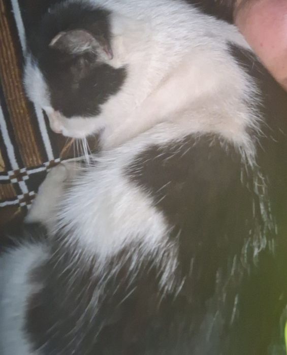 Cea mai iubitoare pisicuta pt adoptie
