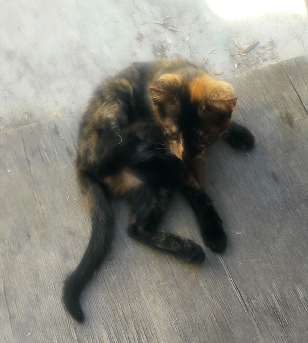 Котёнок девочка в добрые руки.