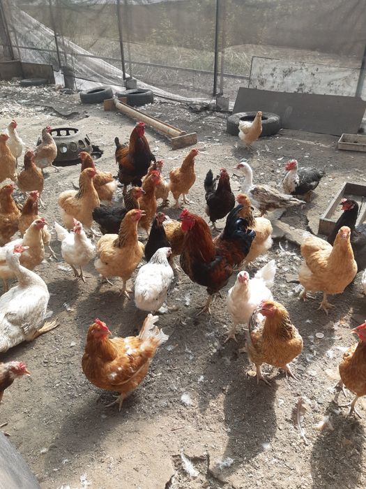 Продам домашних кур