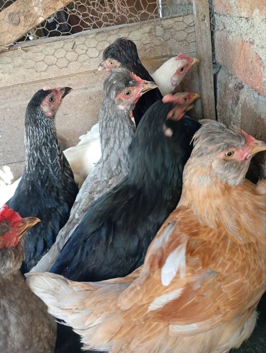 Продавам ярки пилета петли пуйчета