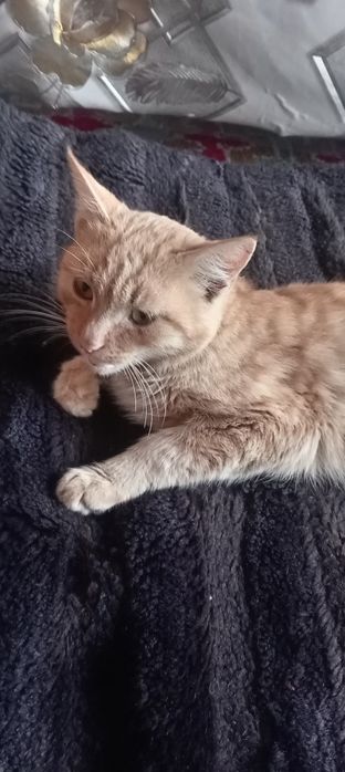 Mushuk kimga kerak hadya qilamiz