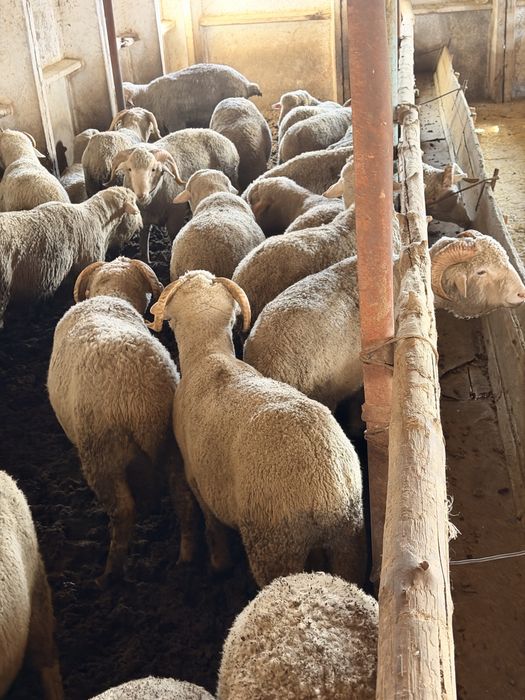 Токты читать  описание