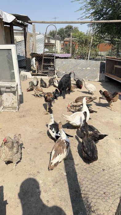Продам оптом домашнюю птицу
