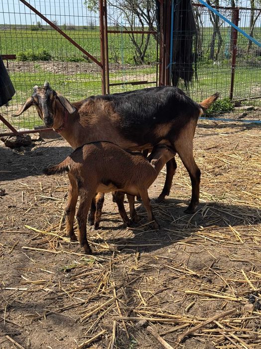 Vand  6 capre rasa Zane si un tap rasa Zane