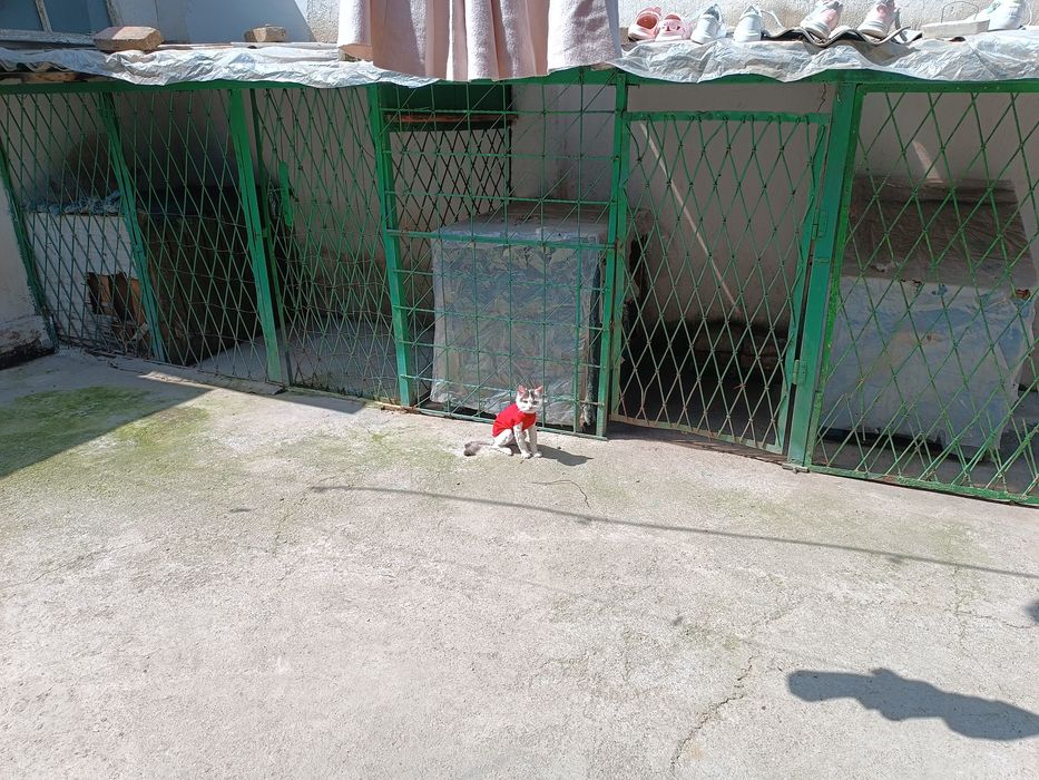 Передержка собак,