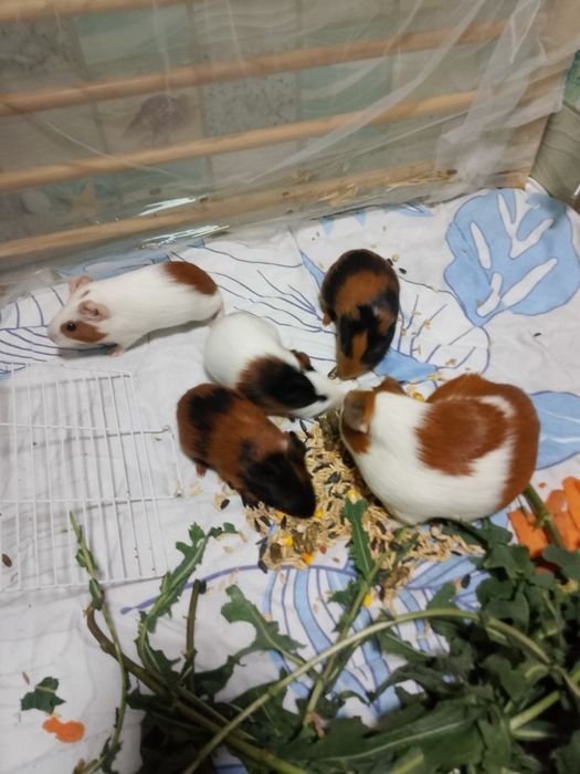 Продам морских свинок