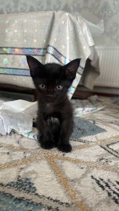 Котята даром в добрые руки
