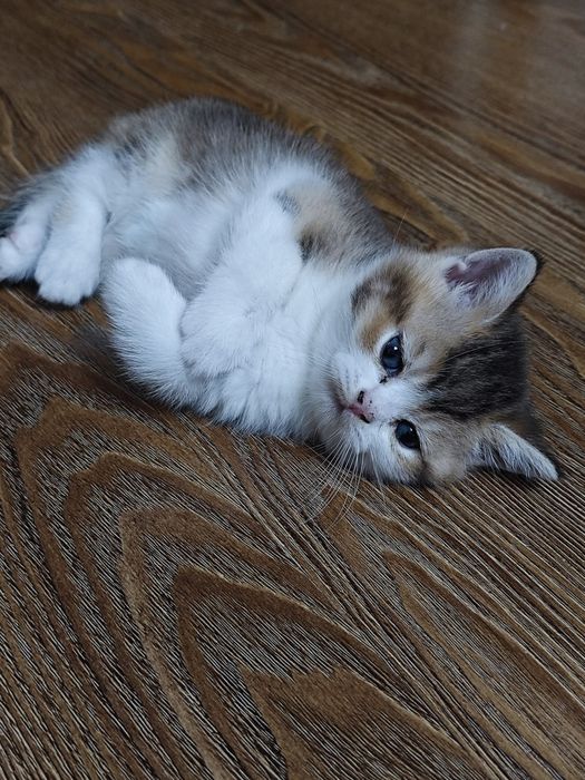 Продается котята шотланские скотиш страйд шиншила
