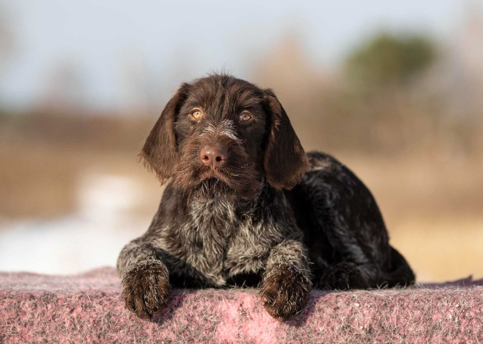 Продаю щенков дратхаара.