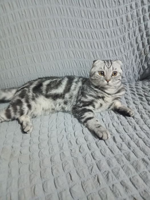 Кот на вязку шотландский