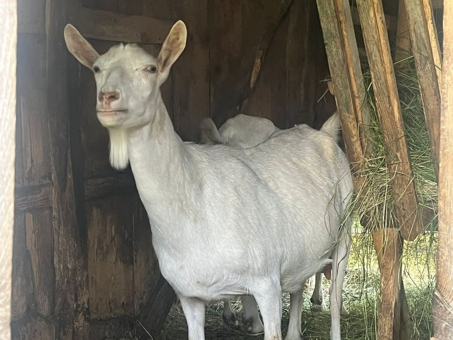 Capre, Iezi și Țap rasa Sannen
