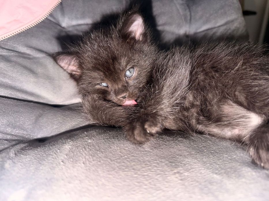 три котеночка в добрые руки