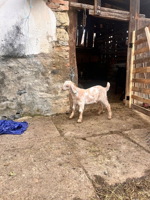 Mascul/Tapisor de prăsilă  Anglonubian
